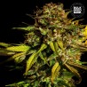 EXTRA MINTZ · Bulk Seed Bank · cannabis seeds · Fem