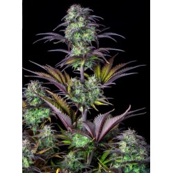 Original Auto Blueberry · FastBuds Seeds · cannabis seeds · AutoFem