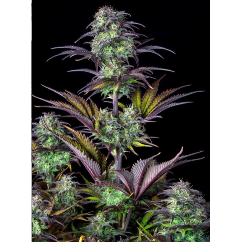 Original Auto Blueberry · FastBuds Seeds · cannabis seeds · AutoFem