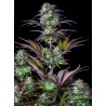 Original Auto Blueberry · FastBuds Seeds · cannabis seeds · AutoFem