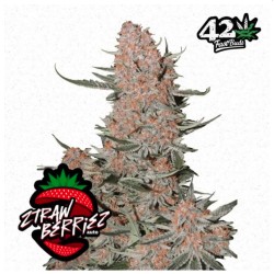 Ztrawberriez Auto · FastBuds Seeds ·kenevir tohum · Disi · AutoFem