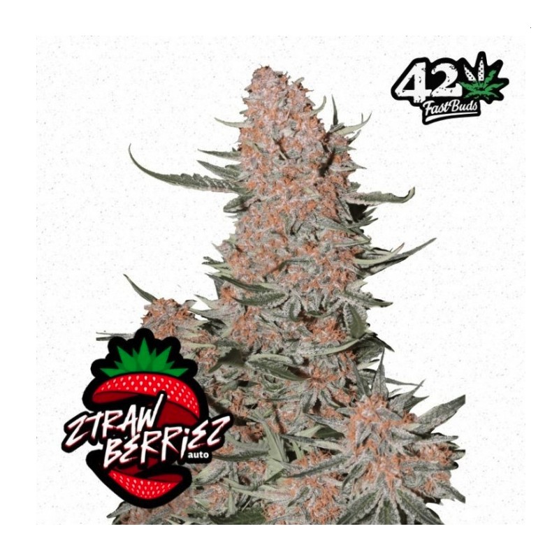 Ztrawberriez Auto · FastBuds Seeds · cannabis seeds · AutoFem