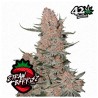 Ztrawberriez Auto · FastBuds Seeds · cannabis seeds · AutoFem