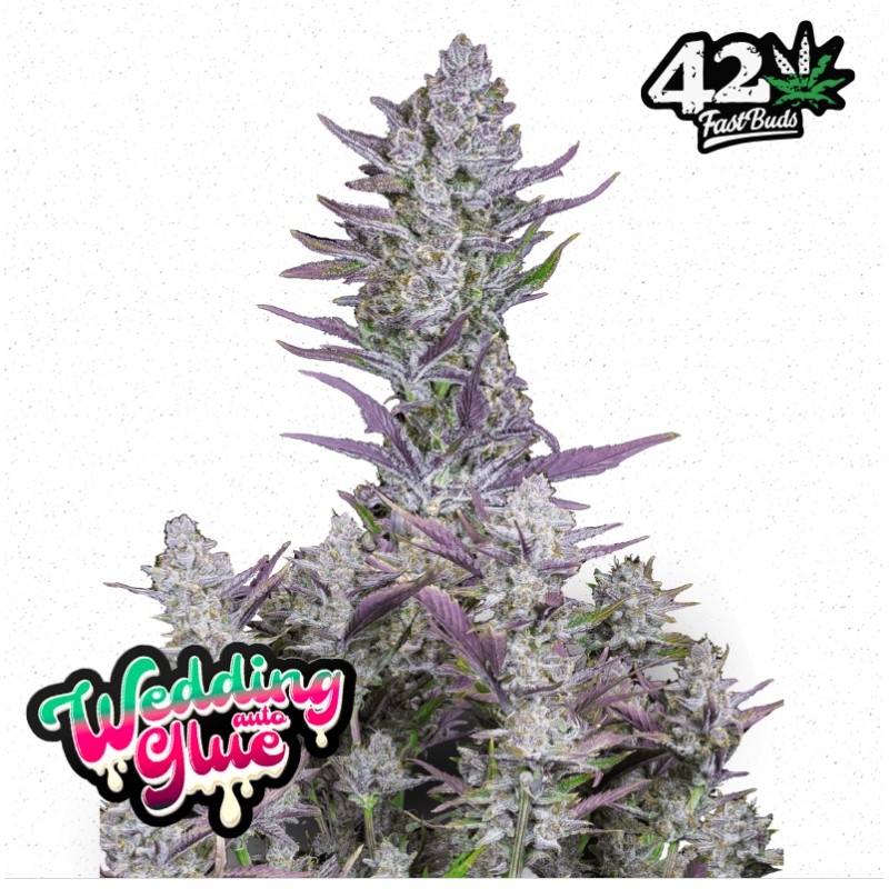 Wedding Glue Auto · FastBuds Seeds · cannabis seeds · AutoFem