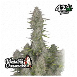 Wedding Cheesecake Auto · FastBuds Seeds · kenevir tohum · Disi · AutoFem