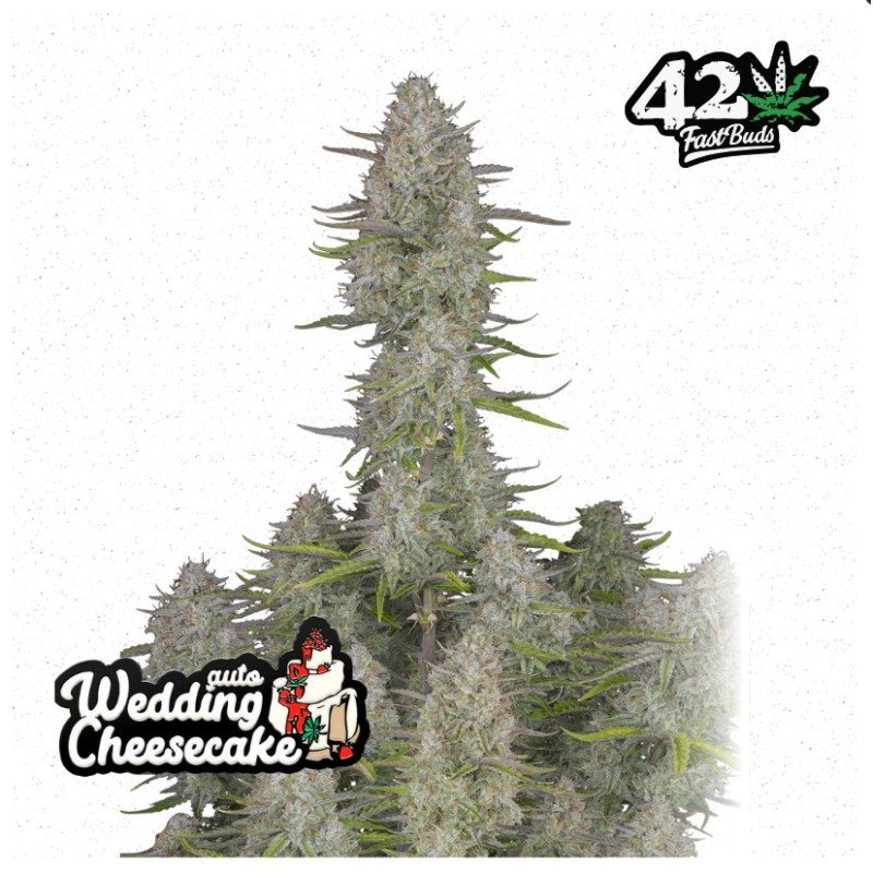 Wedding Cheesecake Auto · FastBuds Seeds · cannabis seeds · AutoFem