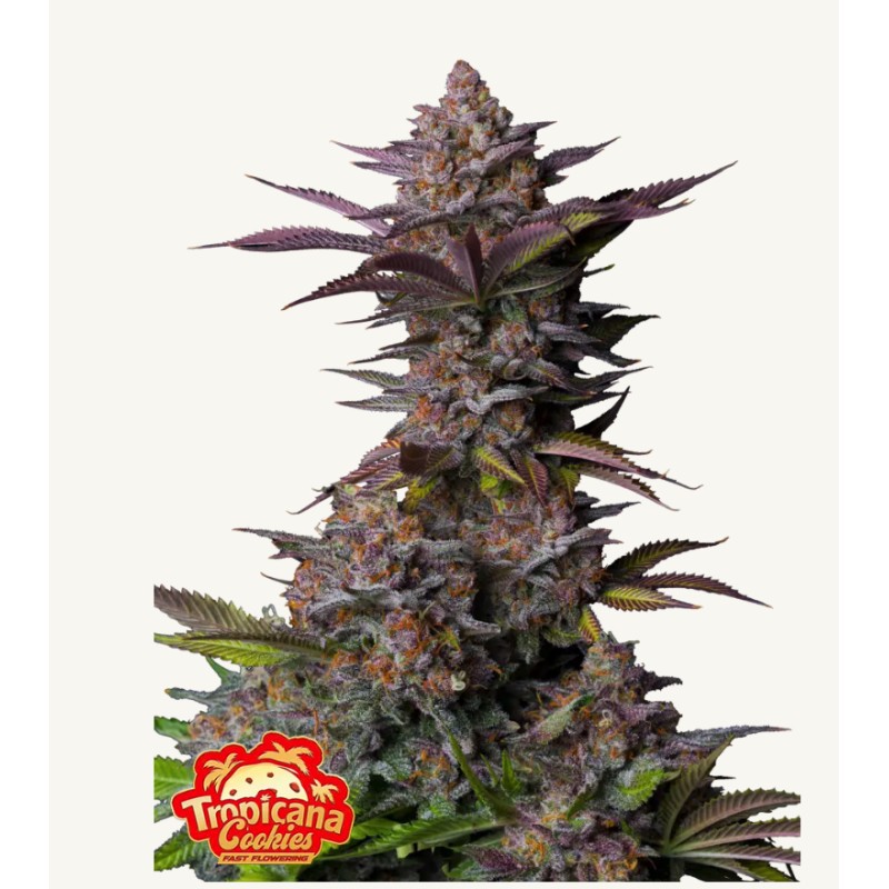 Tropicana Cookies FF · FastBuds Seeds · kenevir tohum · Fem