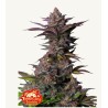 Tropicana Cookies FF · FastBuds Seeds · kenevir tohum · Fem