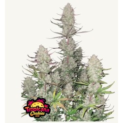 Tropicana Cookies Auto · FastBuds Seeds · kenevir tohum · Disi · AutoFem