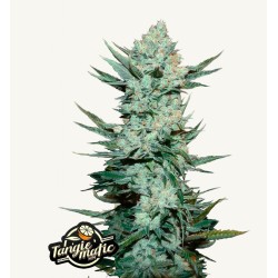 Tangie Matic · FastBuds Seeds · kenevir tohum · Disi · AutoFem