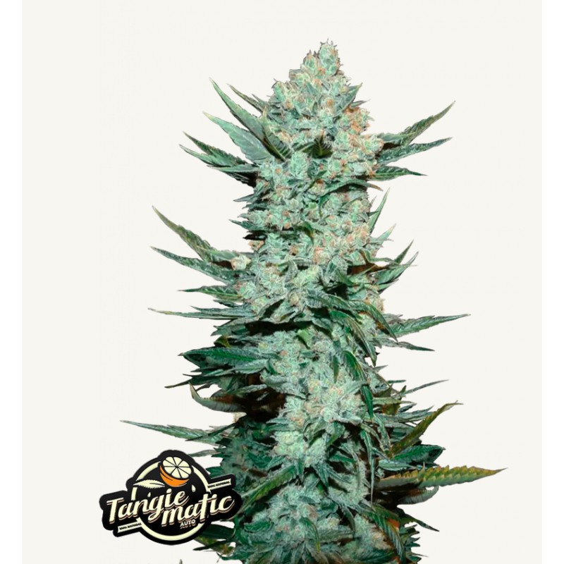 Tangie Matic · FastBuds Seeds · kenevir tohum · Disi · AutoFem