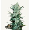 Tangie Matic · FastBuds Seeds · kenevir tohum · Disi · AutoFem