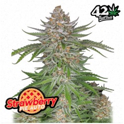 Strawberry Pie Auto · FastBuds Seeds · kenevir tohum · Disi · AutoFem