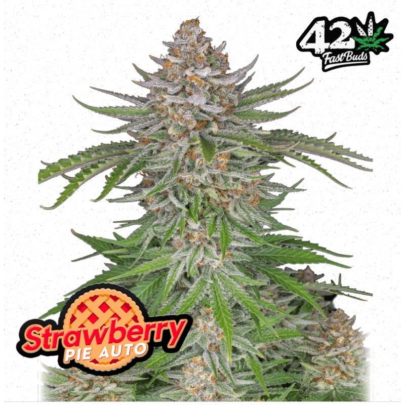 Strawberry Pie Auto · FastBuds Seeds · cannabis seeds · AutoFem