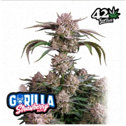 Strawberry Gorilla Auto · FastBuds Seeds ·kenevir tohum · Disi · AutoFem