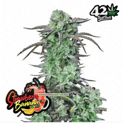 Strawberry Banana Auto · FastBuds Seeds · kenevir tohum · Disi · AutoFem