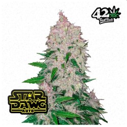Stardawg Auto · FastBuds Seeds · kenevir tohum · Disi · AutoFem