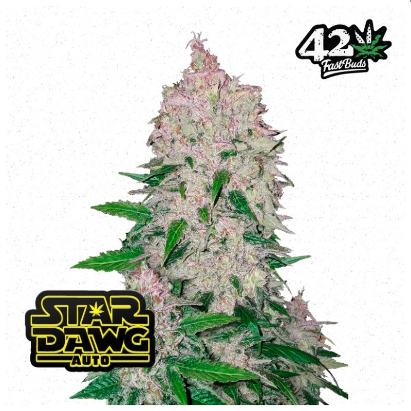 Stardawg Auto · FastBuds Seeds · cannabis seeds · AutoFem