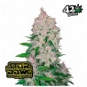 Stardawg Auto · FastBuds Seeds · kenevir tohum · Disi · AutoFem