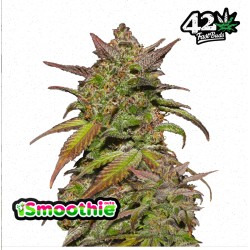 Smoothie Auto · FastBuds Seeds · kenevir tohum · Disi · AutoFem