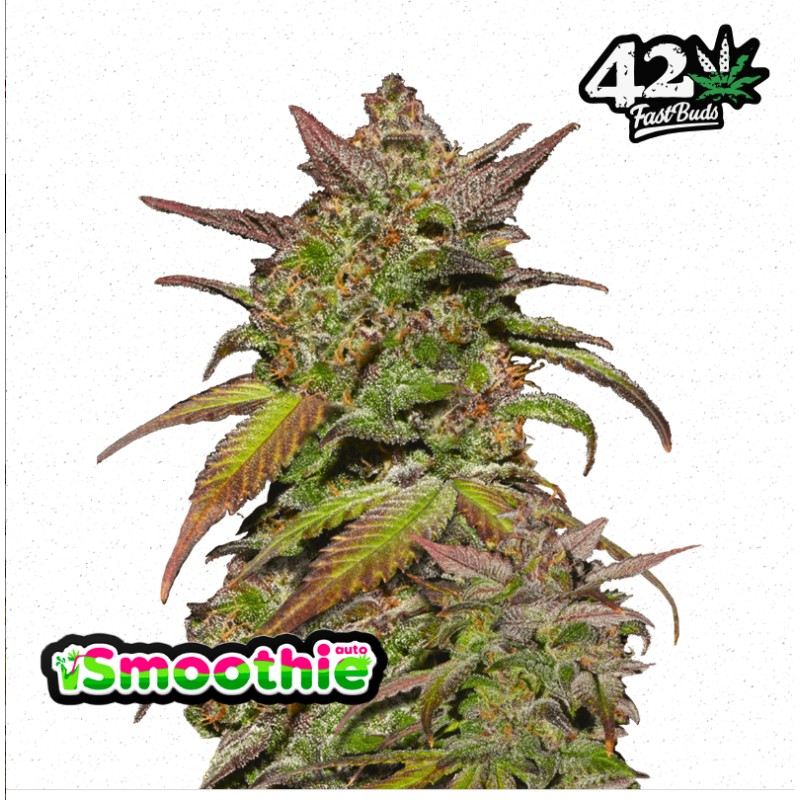 Smoothie Auto · FastBuds Seeds · kenevir tohum · Disi · AutoFem