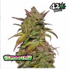 Smoothie Auto · FastBuds Seeds · cannabis seeds · AutoFem