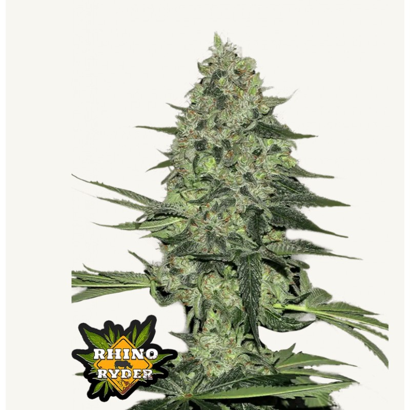 Rhino Ryder Auto · FastBuds Seeds · cannabis seeds · AutoFem