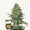 Rhino Ryder Auto · FastBuds Seeds · cannabis seeds · AutoFem