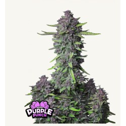 Purple Punch Auto · FastBuds Seeds · cannabis seeds · AutoFem