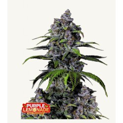 Purple Lemonade FF · FastBuds Seeds · kenevir tohum  · Fem