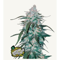 Pineapple Express  Auto · FastBuds Seeds · cannabis seeds · AutoFem