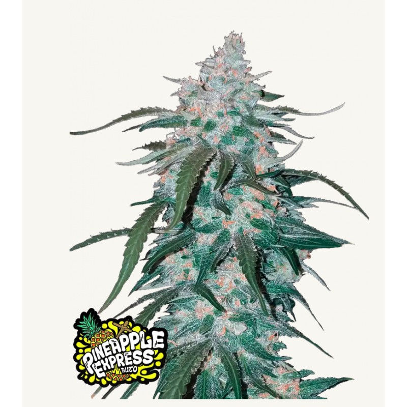 Pineapple Express  Auto · FastBuds Seeds · cannabis seeds · AutoFem