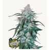 Pineapple Express  Auto · FastBuds Seeds · kenevir tohum · Disi · AutoFem