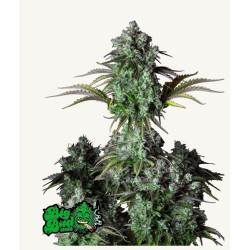 ORIGINAL BIG BUD AUTO · FastBuds Seeds · cannabis seeds · AutoFem