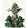 ORIGINAL BIG BUD AUTO · FastBuds Seeds · kenevir tohum · Disi · AutoFem