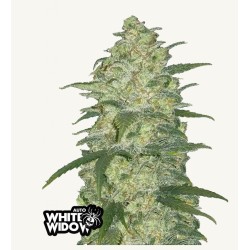 Original Auto White Widow · FastBuds Seeds · cannabis seeds · AutoFem
