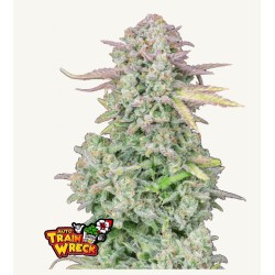 ORIGINAL AUTO TRAINWRECK · FastBuds Seeds · kenevir tohum · Disi · AutoFem