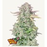 ORIGINAL AUTO TRAINWRECK · FastBuds Seeds · cannabis seeds · AutoFem