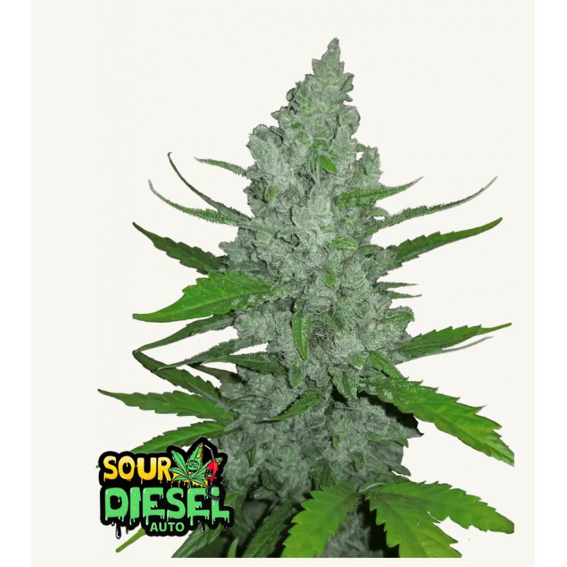 Original Auto Sour Diesel · FastBuds Seeds · cannabis seeds · AutoFem