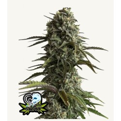 Original Auto Skunk · FastBuds Seeds · kenevir tohum · Disi · AutoFem