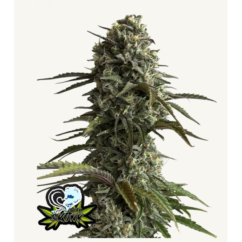 Original Auto Skunk · FastBuds Seeds · kenevir tohum · Disi · AutoFem
