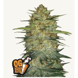 Original Auto OG Kush · FastBuds Seeds · kenevir tohum · Disi · AutoFem