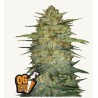 Original Auto OG Kush · FastBuds Seeds · kenevir tohum · Disi · AutoFem