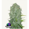 Original Auto Northern Lights · FastBuds Seeds · cannabis seeds · AutoFem