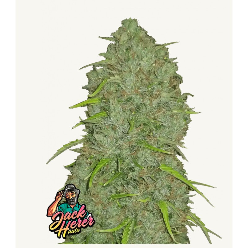 Original Auto Jack Herer · FastBuds Seeds · kenevir tohum · Disi · AutoFem