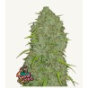 Original Auto Jack Herer · FastBuds Seeds · kenevir tohum · Disi · AutoFem