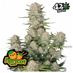 Apricot Auto · FastBuds Seeds Seeds · kenevir tohum · Disi · AutoFem