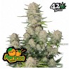 Apricot Auto · FastBuds Seeds · cannabis seeds · AutoFem