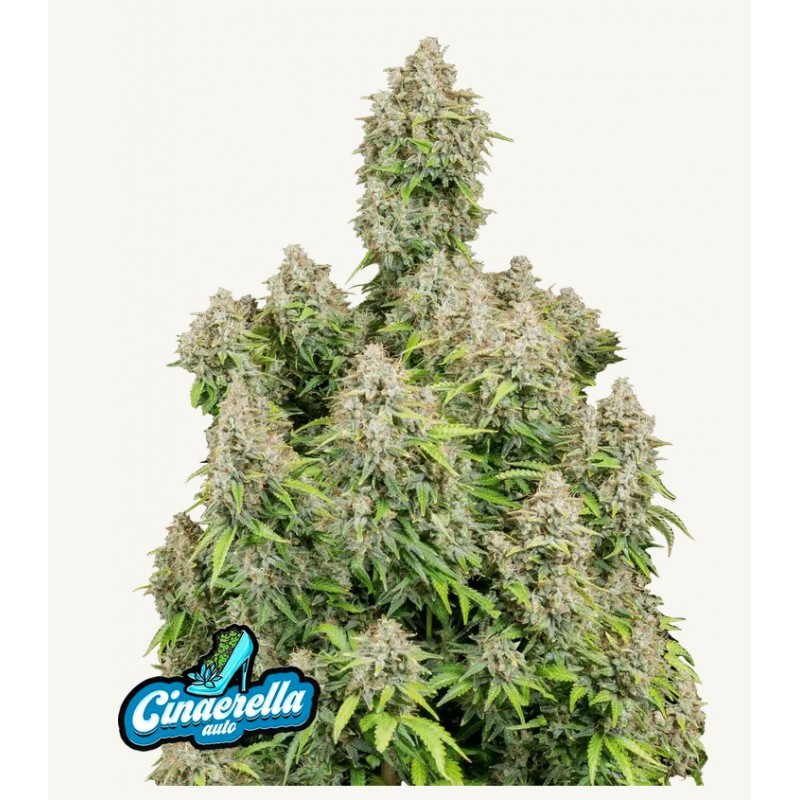 ORIGINAL AUTO CINDERELLA · FastBuds Seeds · kenevir tohum · Disi · AutoFem