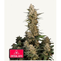 Original Auto Critical · FastBuds Seeds · kenevir tohum · Disi · AutoFem